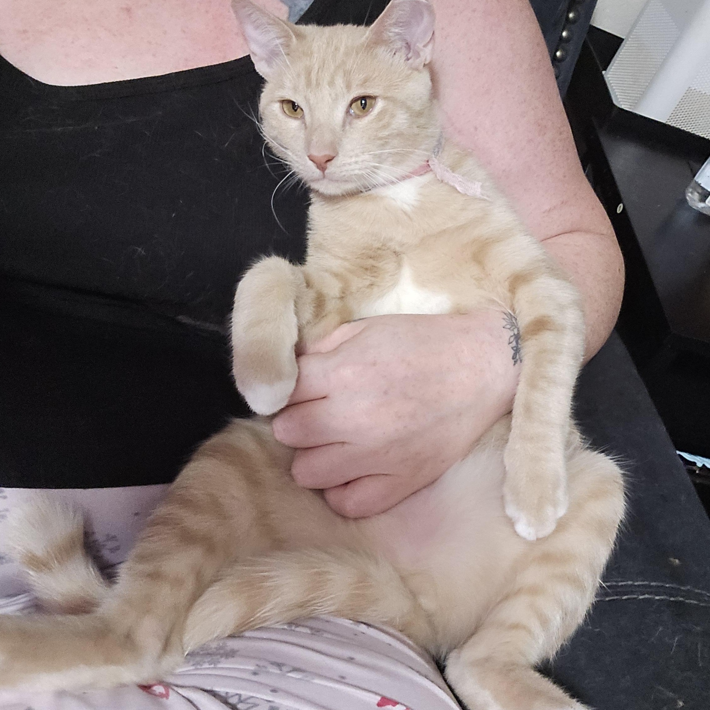 Dreamy, an adoptable American Shorthair in Lubbock, TX, 79490 | Photo Image 2