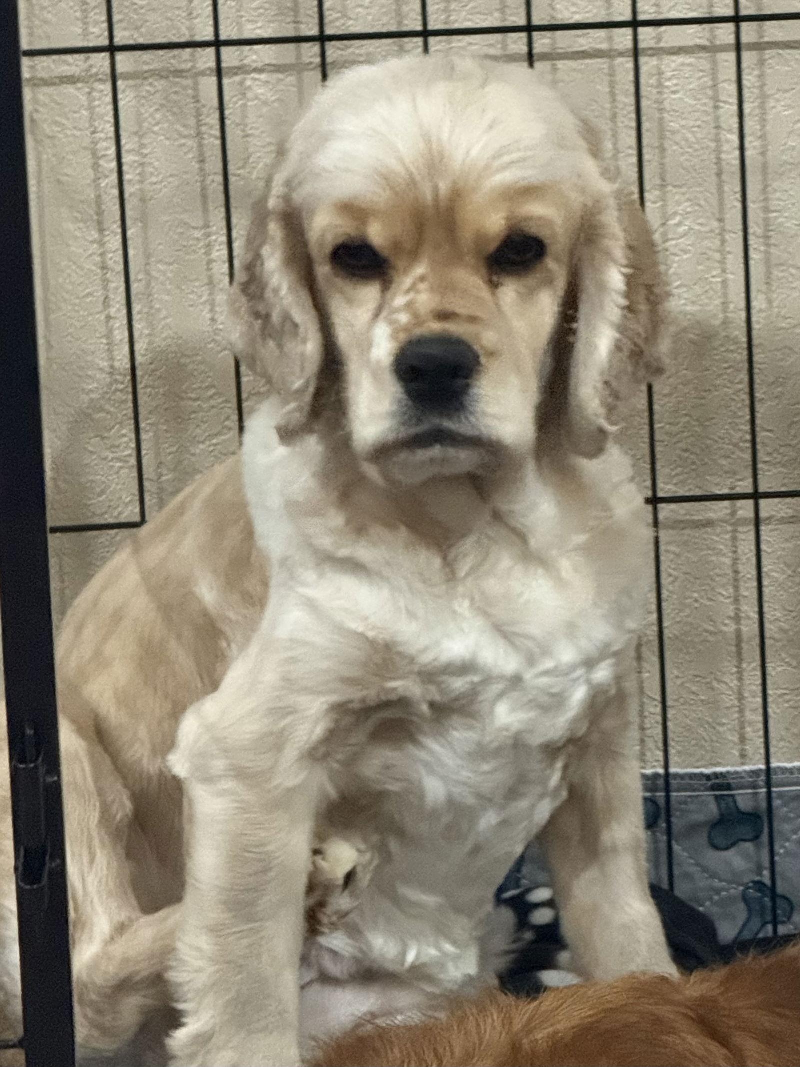 Enlarge Sunny, a Adoptable Cocker Spaniel in Brandon, SD image 1/1