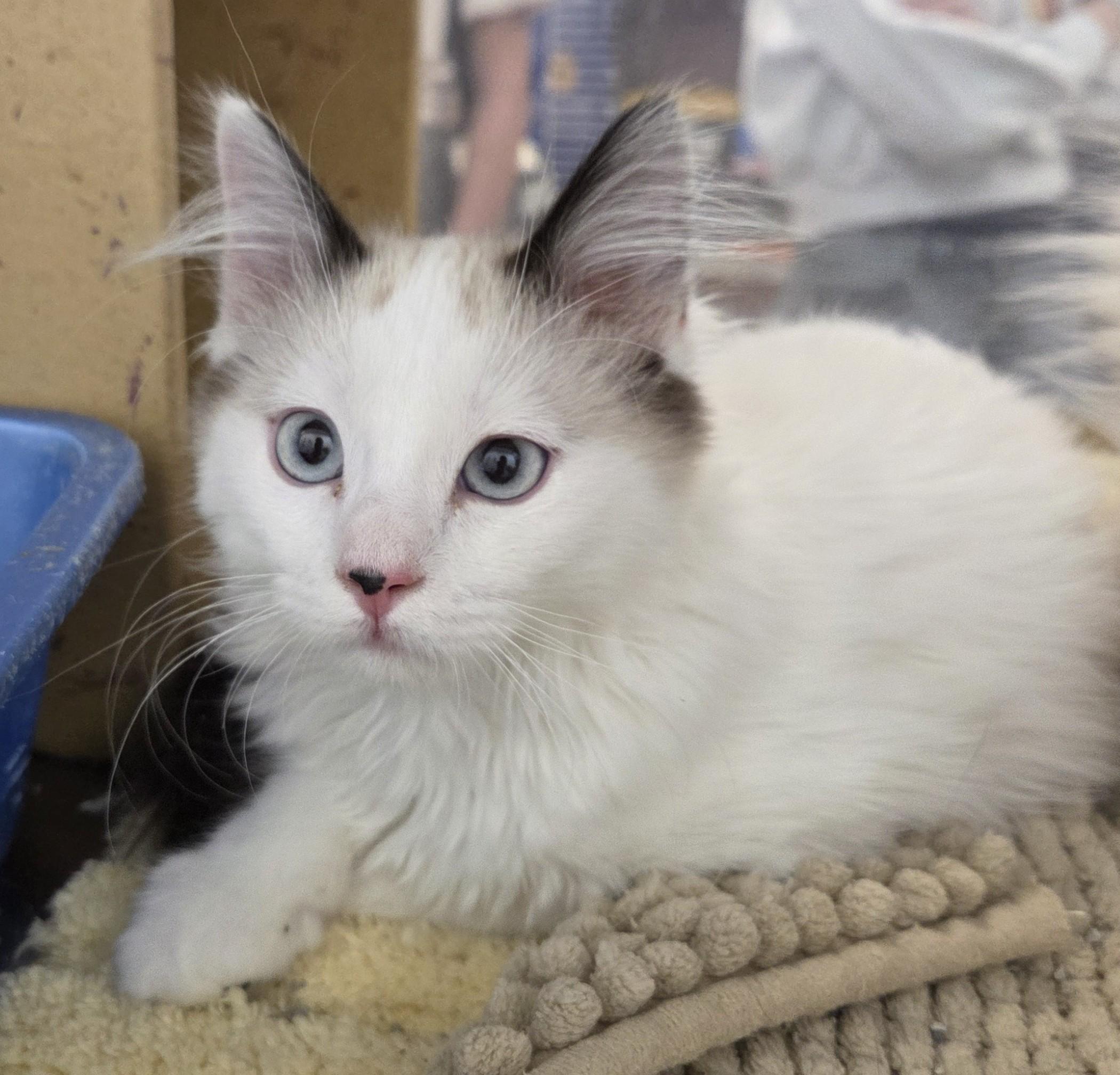 Enlarge Feather and Jewel (bonded sisters), a Adopted mixed breed in Millville, UT image 2/4