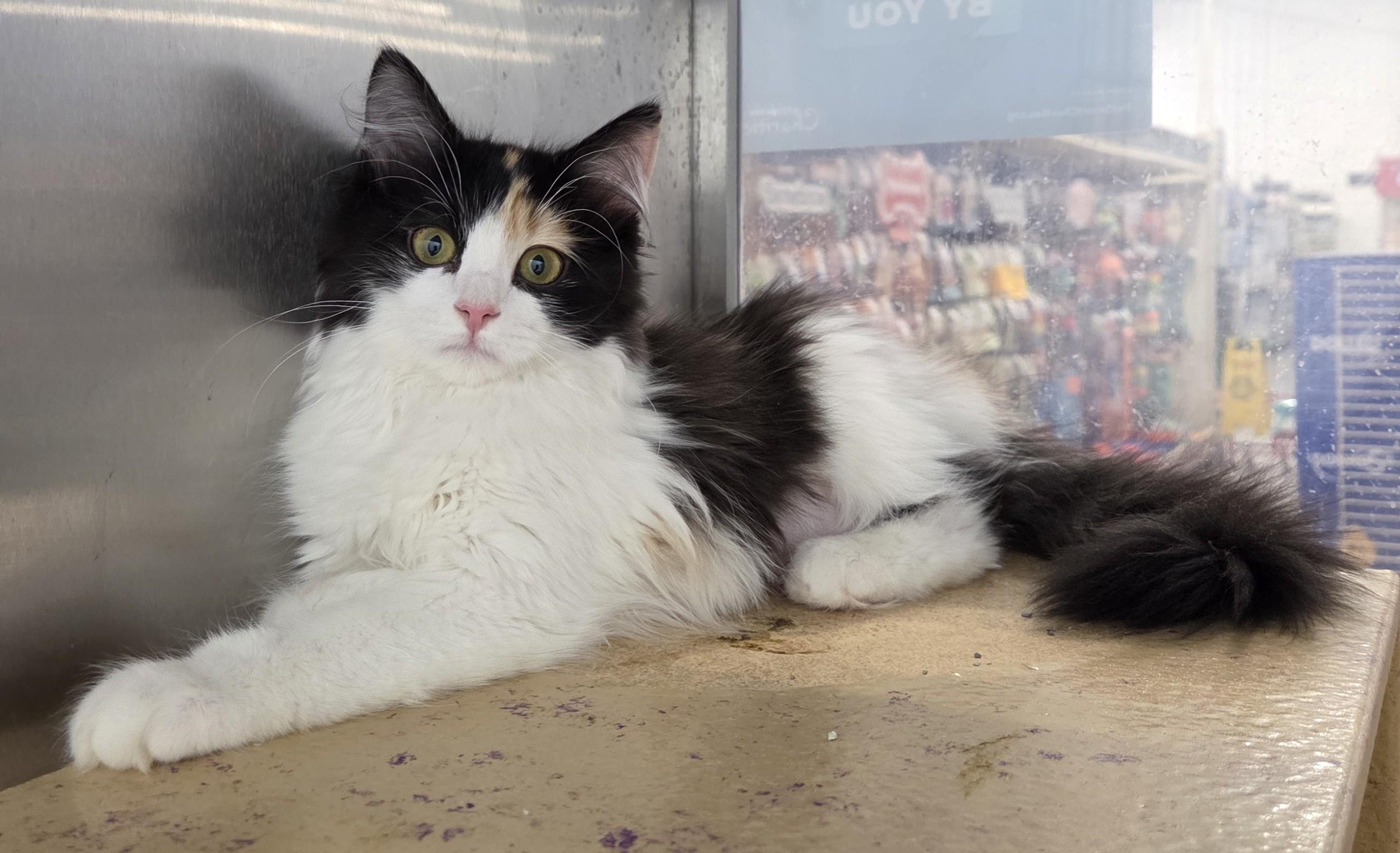 Enlarge Feather and Jewel (bonded sisters), a Adopted mixed breed in Millville, UT image 3/4