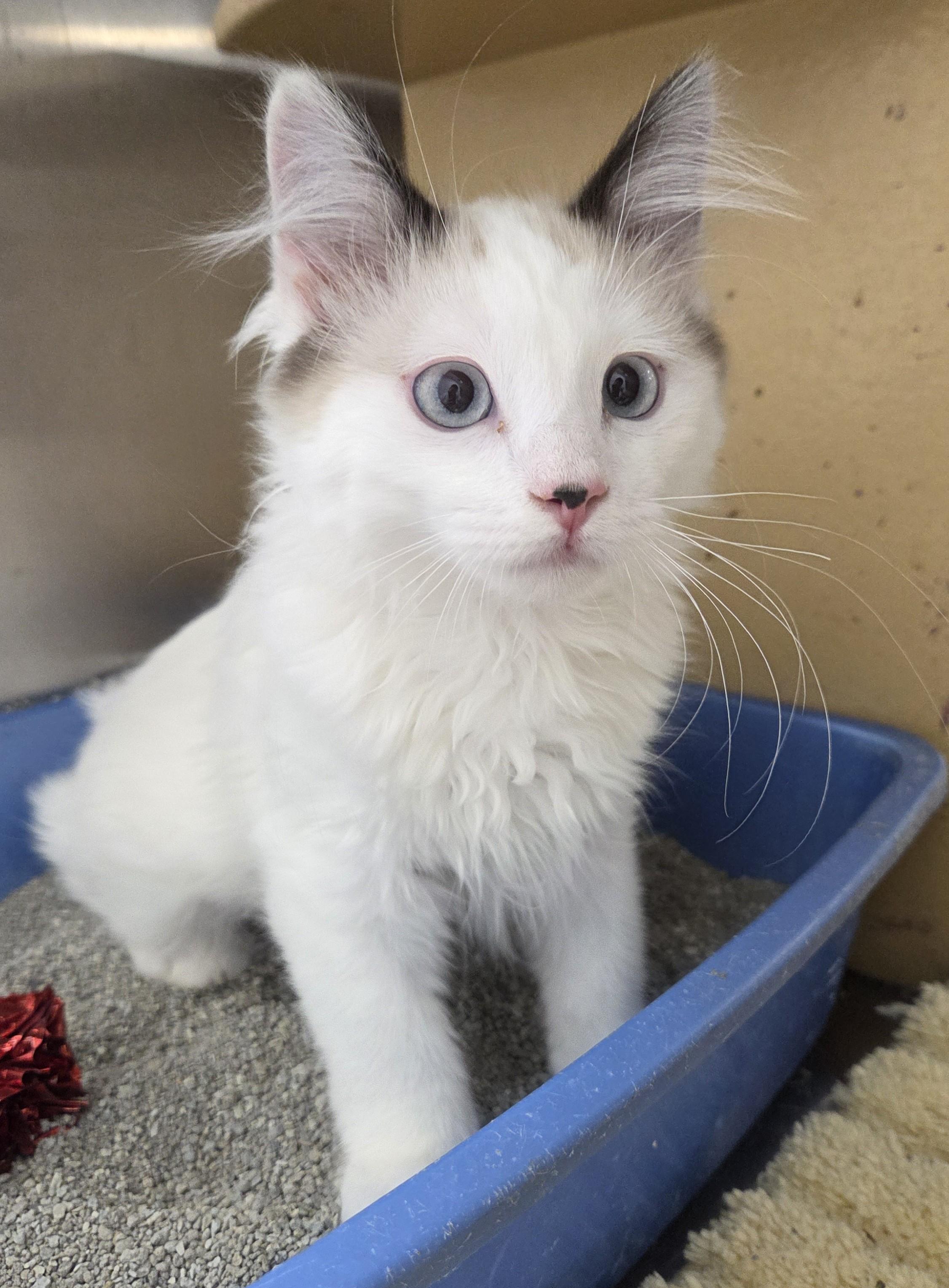 Enlarge Feather and Jewel (bonded sisters), a Adopted mixed breed in Millville, UT image 4/4