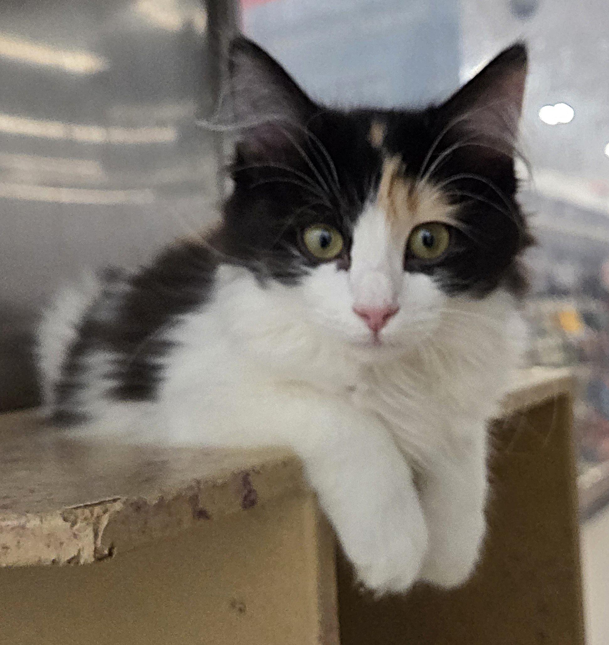 Feather and Jewel (bonded sisters), Adopted, Kitten Female Domestic Long Hair.