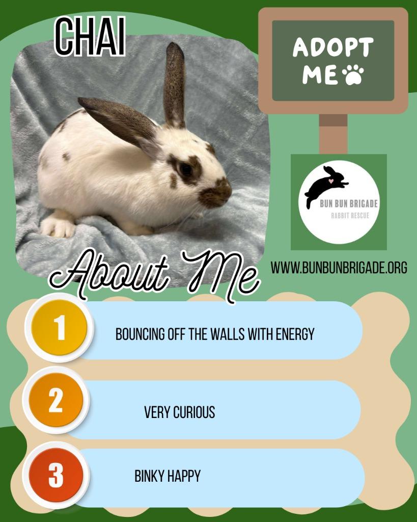 Enlarge Chai, a Adoptable Bunny Rabbit in Elizabethtown, KY image 1/6