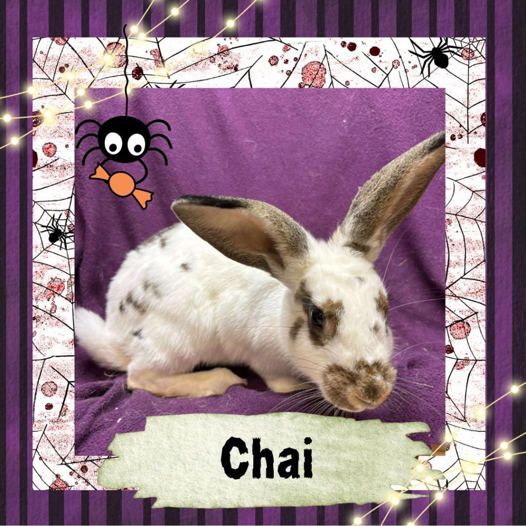 Enlarge Chai, a Adoptable Bunny Rabbit in Elizabethtown, KY image 2/6