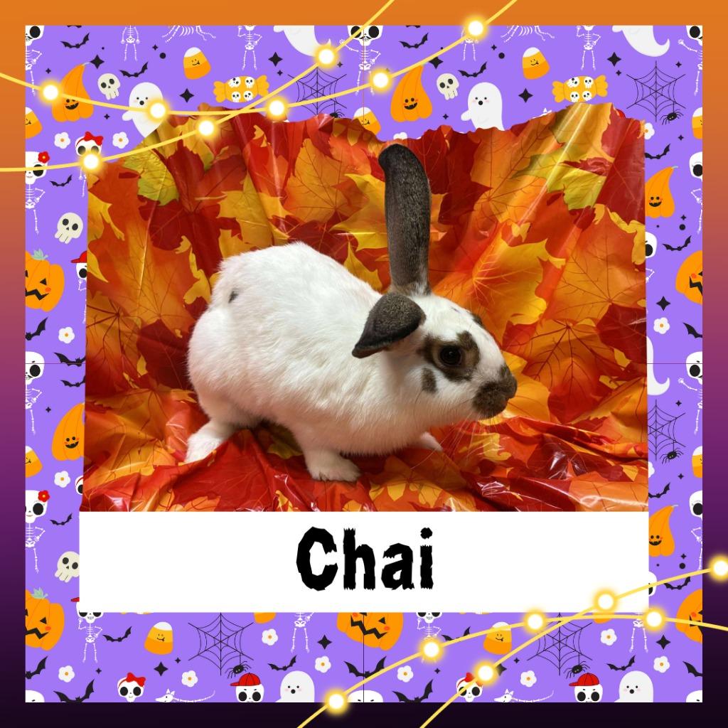 Enlarge Chai, a Adoptable Bunny Rabbit in Elizabethtown, KY image 3/6