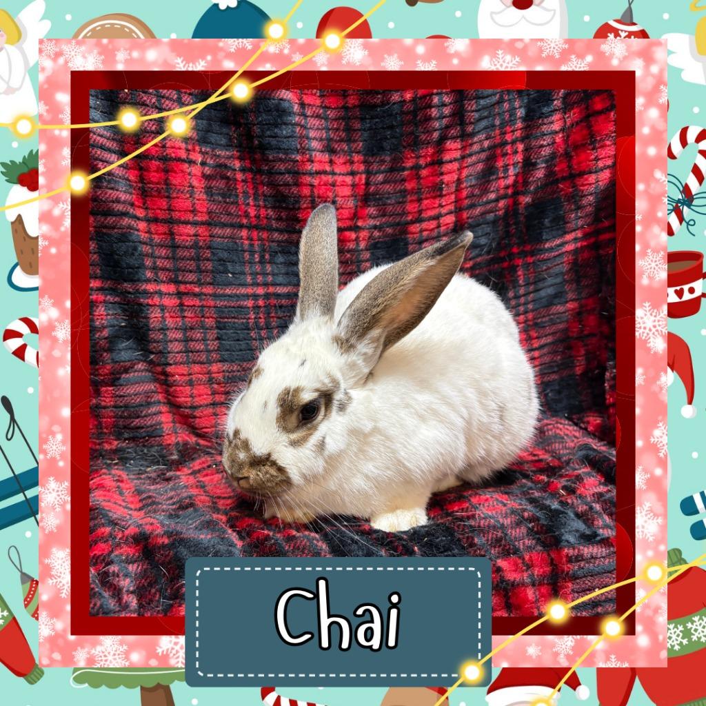 Enlarge Chai, a Adoptable Bunny Rabbit in Elizabethtown, KY image 4/6
