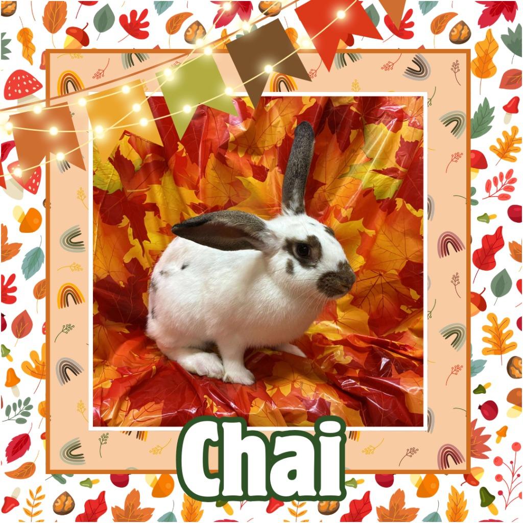 Enlarge Chai, a Adoptable Bunny Rabbit in Elizabethtown, KY image 5/6