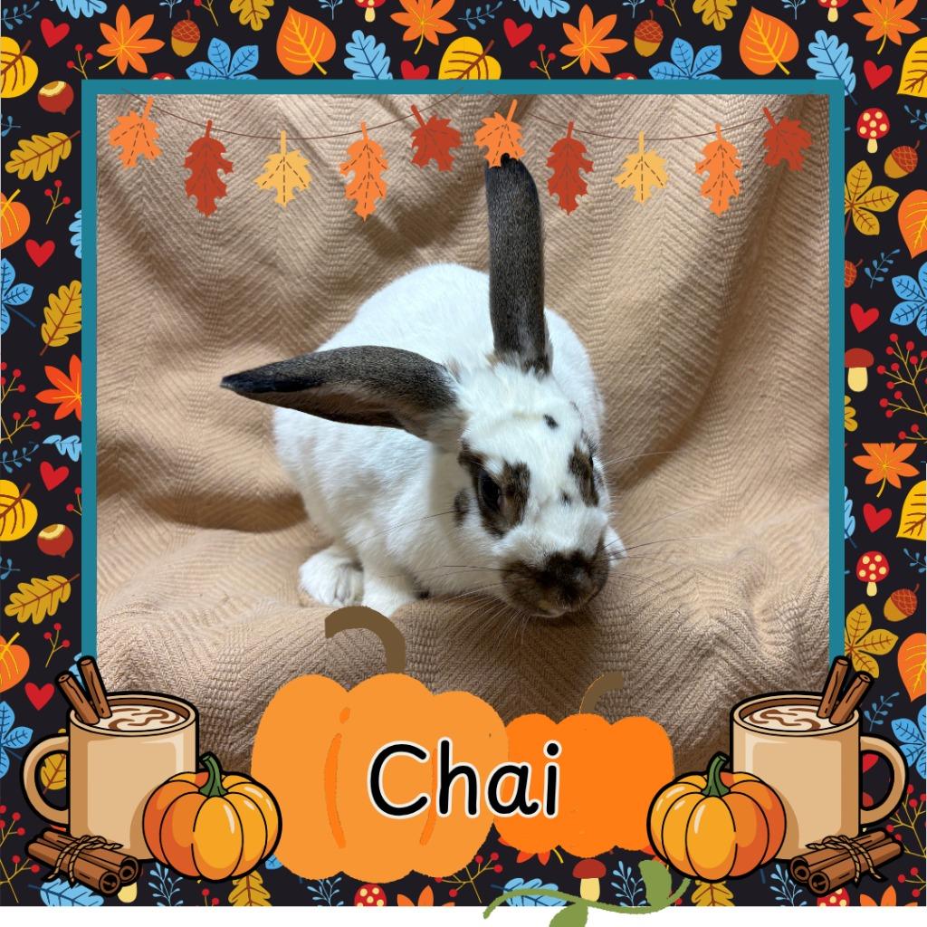 Enlarge Chai, a Adoptable Bunny Rabbit in Elizabethtown, KY image 6/6