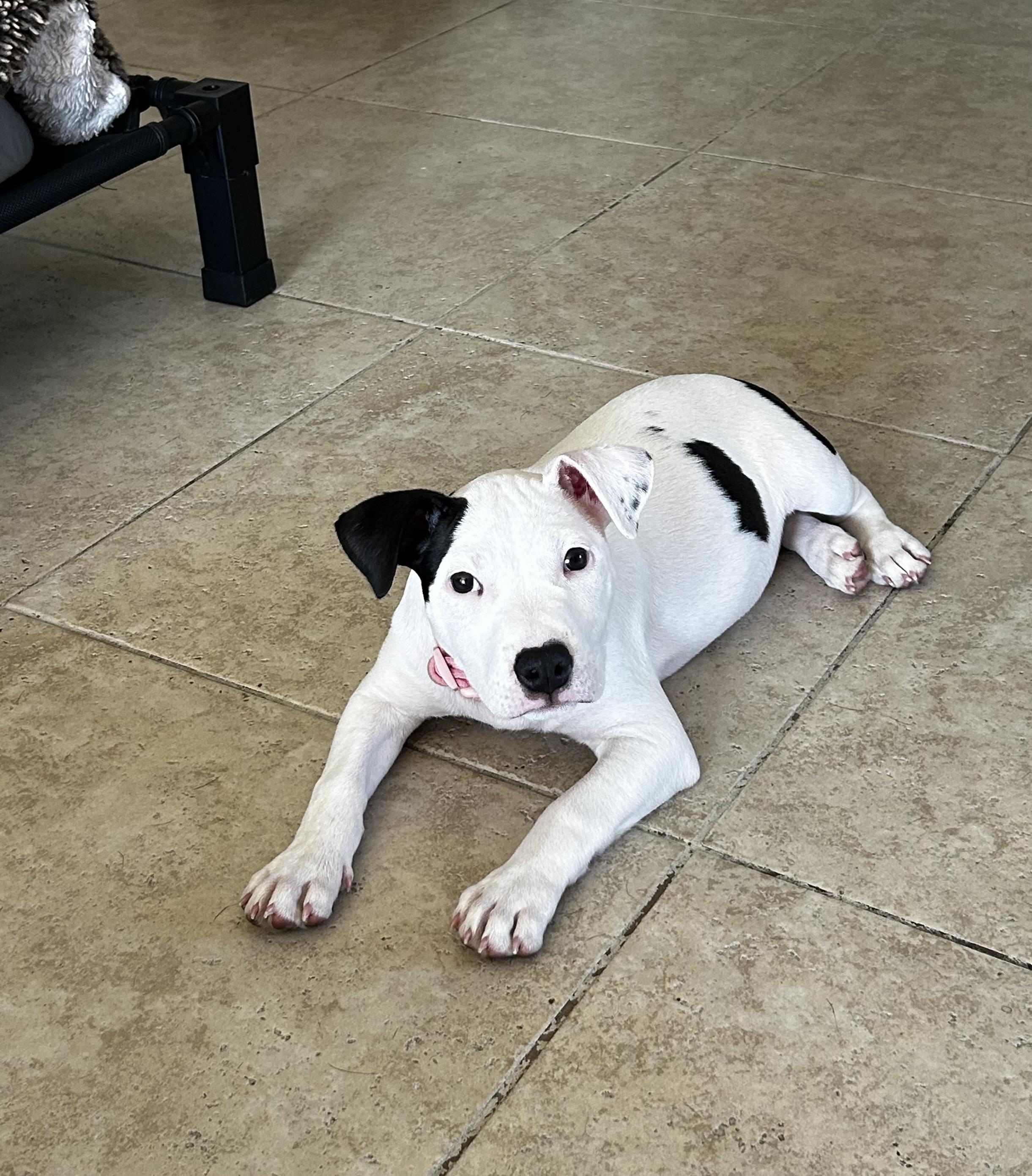 Enlarge Laney, a Adoptable mixed breed in Corona Del Mar, CA image 4/4