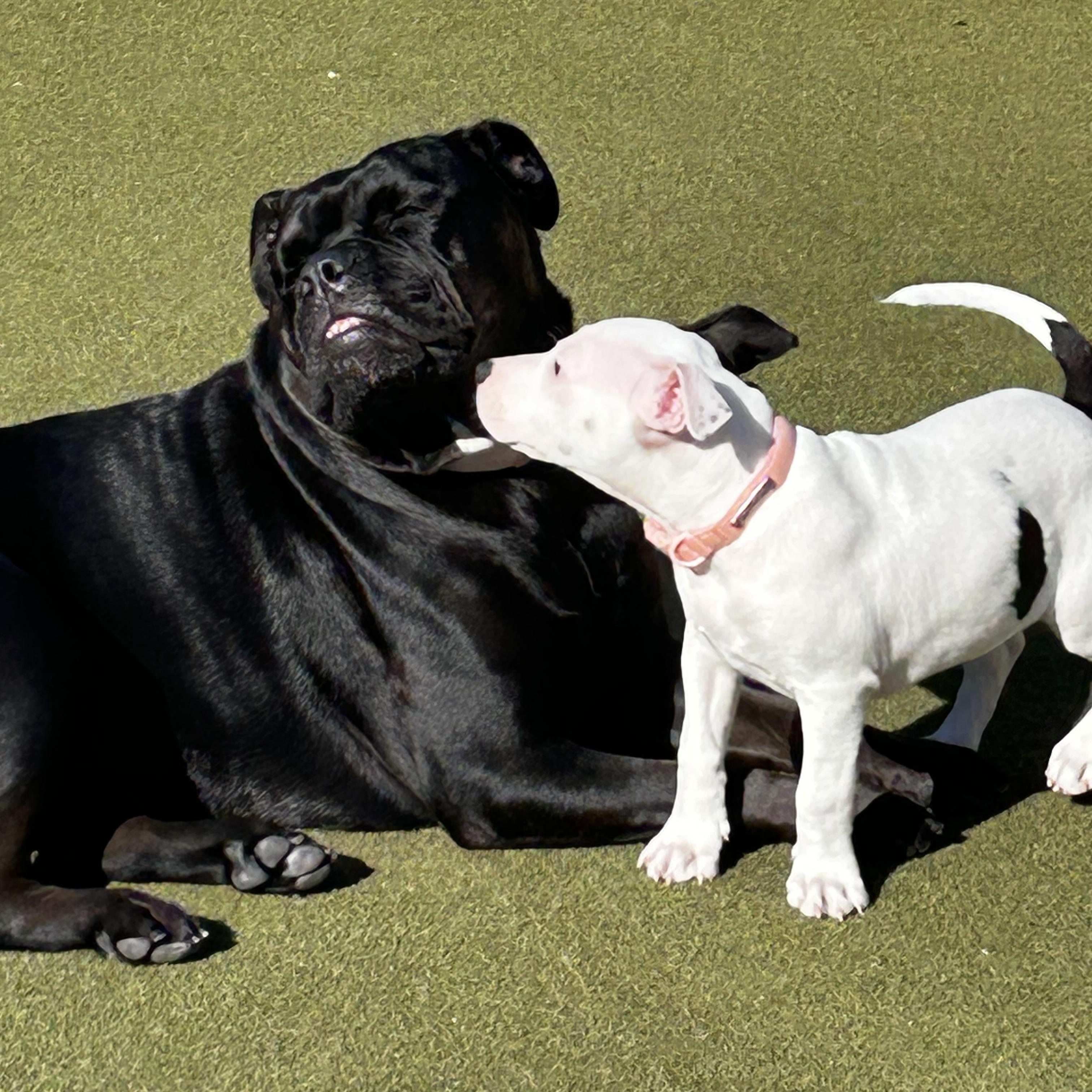 Enlarge Laney, a Adoptable mixed breed in Corona Del Mar, CA image 2/4
