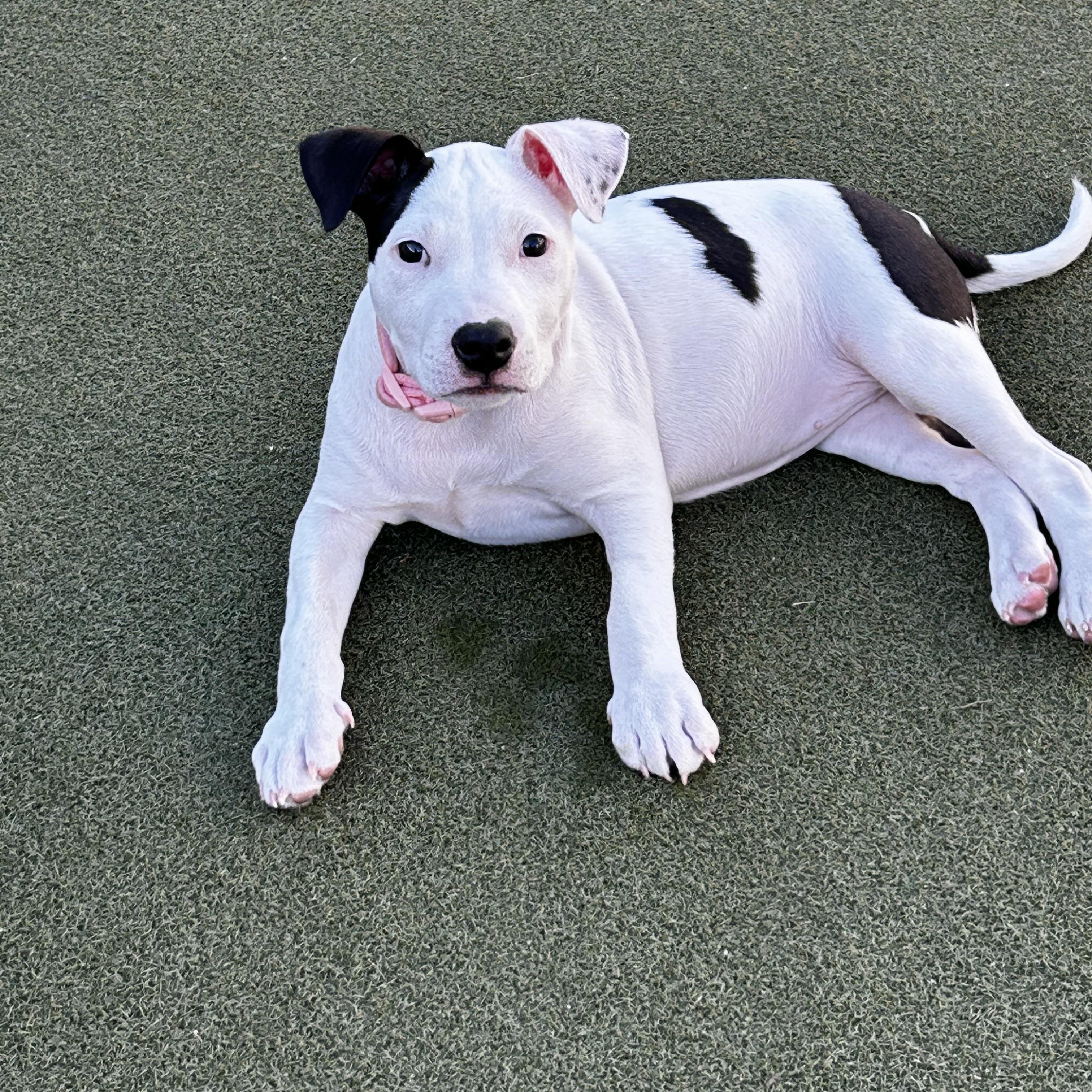 Enlarge Laney, a Adoptable mixed breed in Corona Del Mar, CA image 3/4