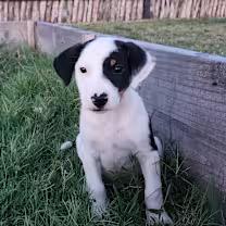 Chester