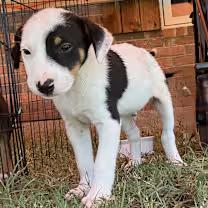 Chester