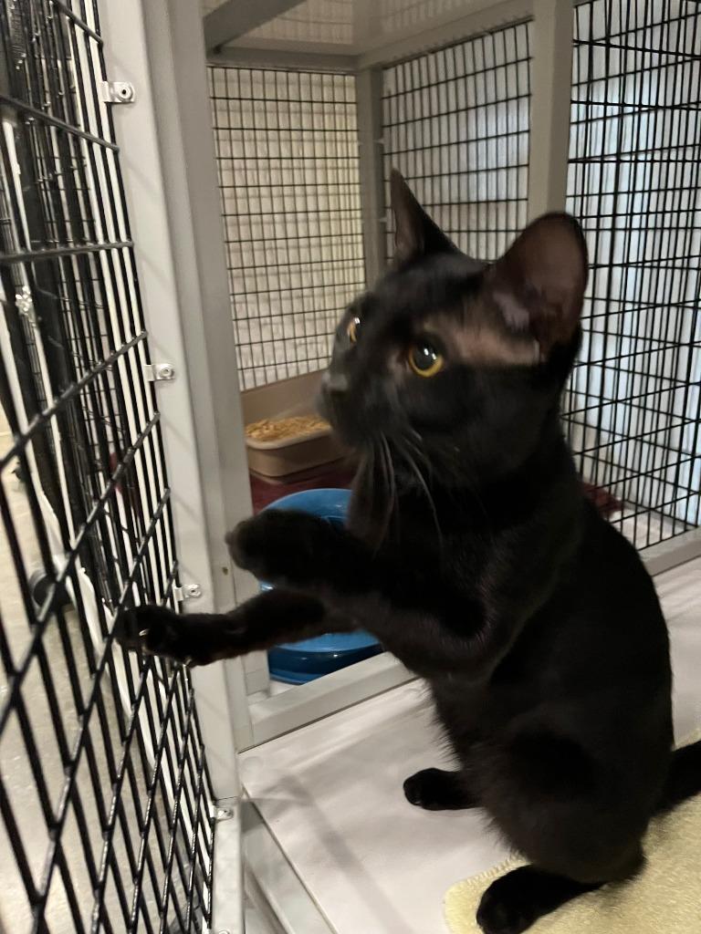 Bert, Adoptable, Young Male Domestic Short Hair.