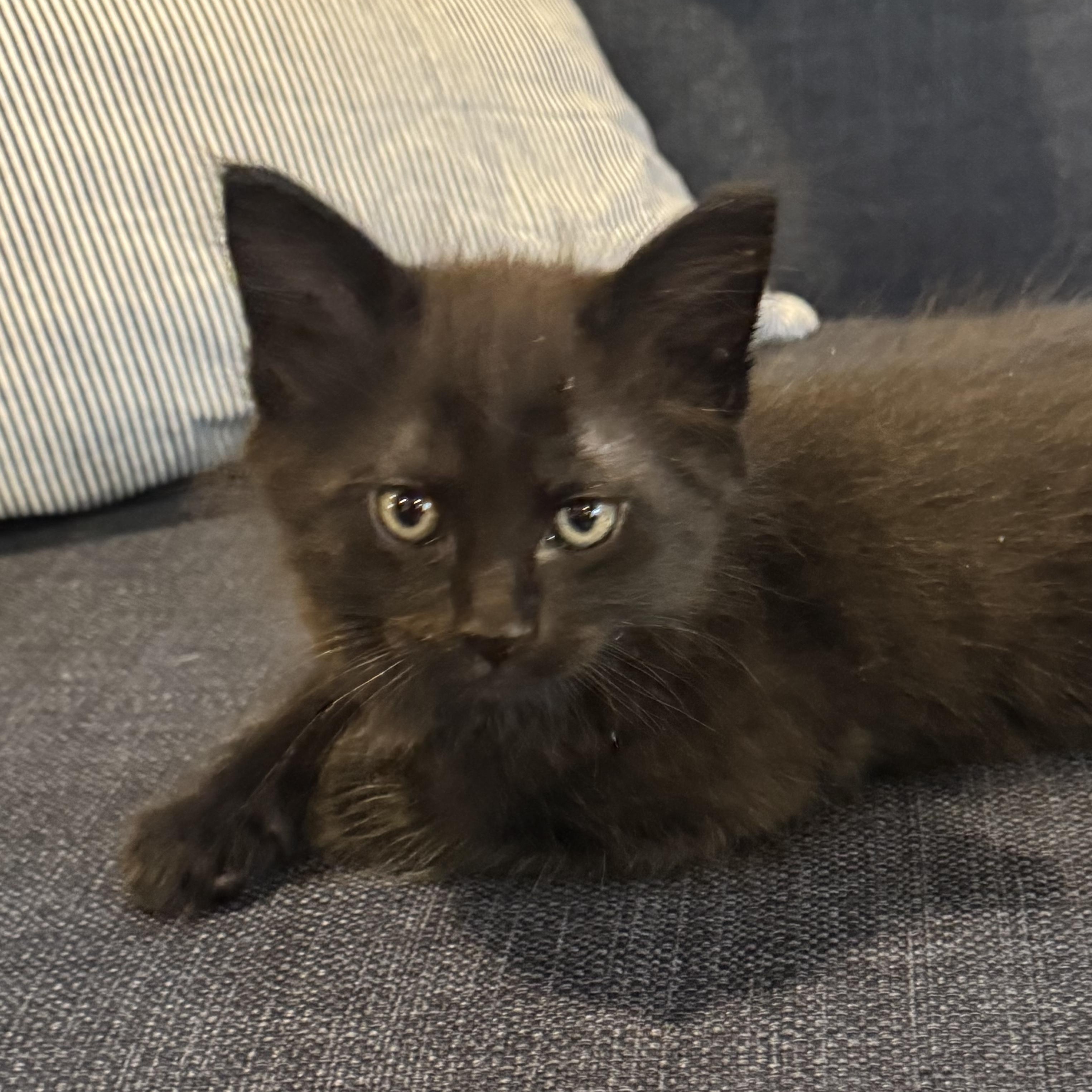 Thuja, ADOPTABLE, Kitten Male Domestic Short Hair.