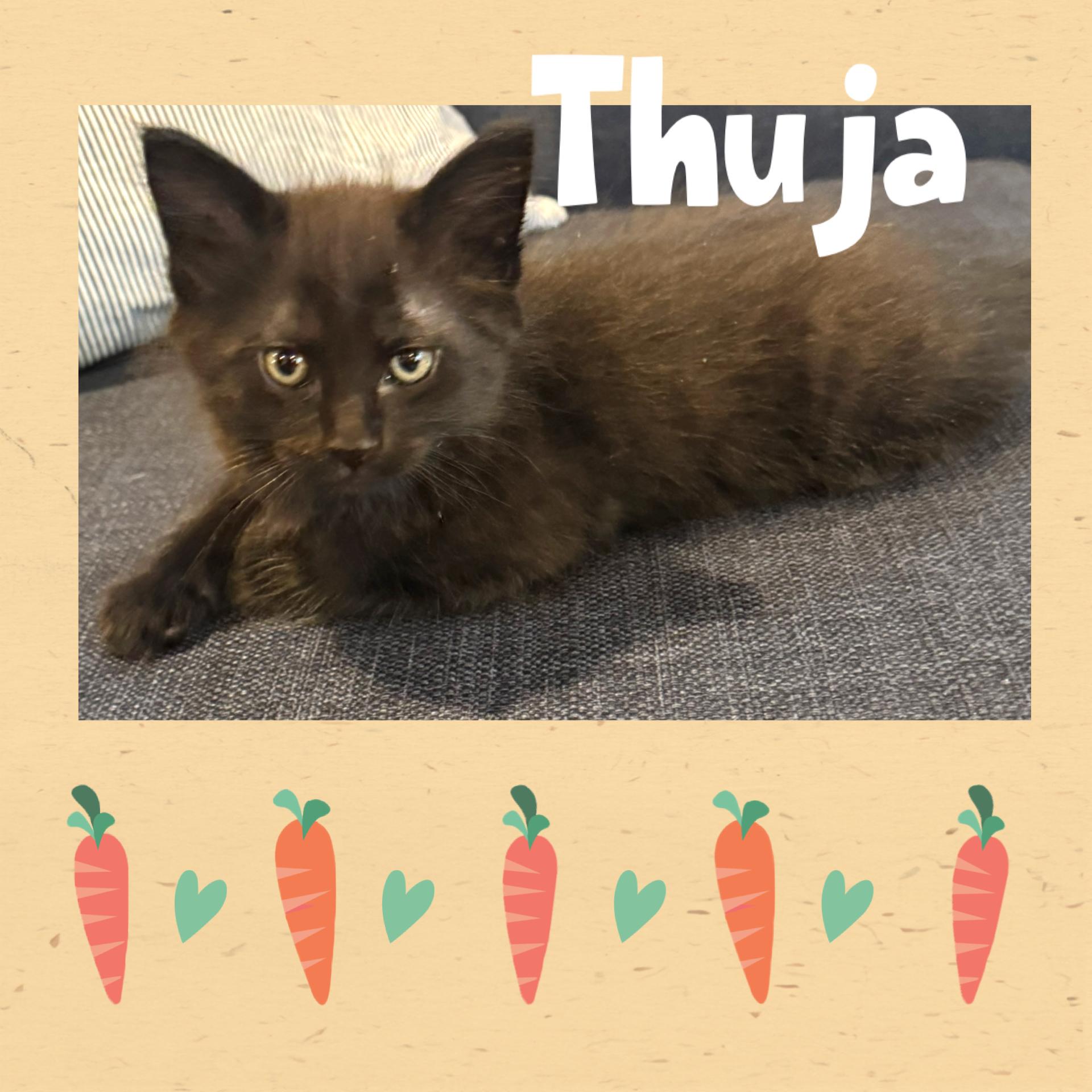 Enlarge Thuja, a ADOPTABLE Domestic Short Hair in Pasco, WA image 3/3