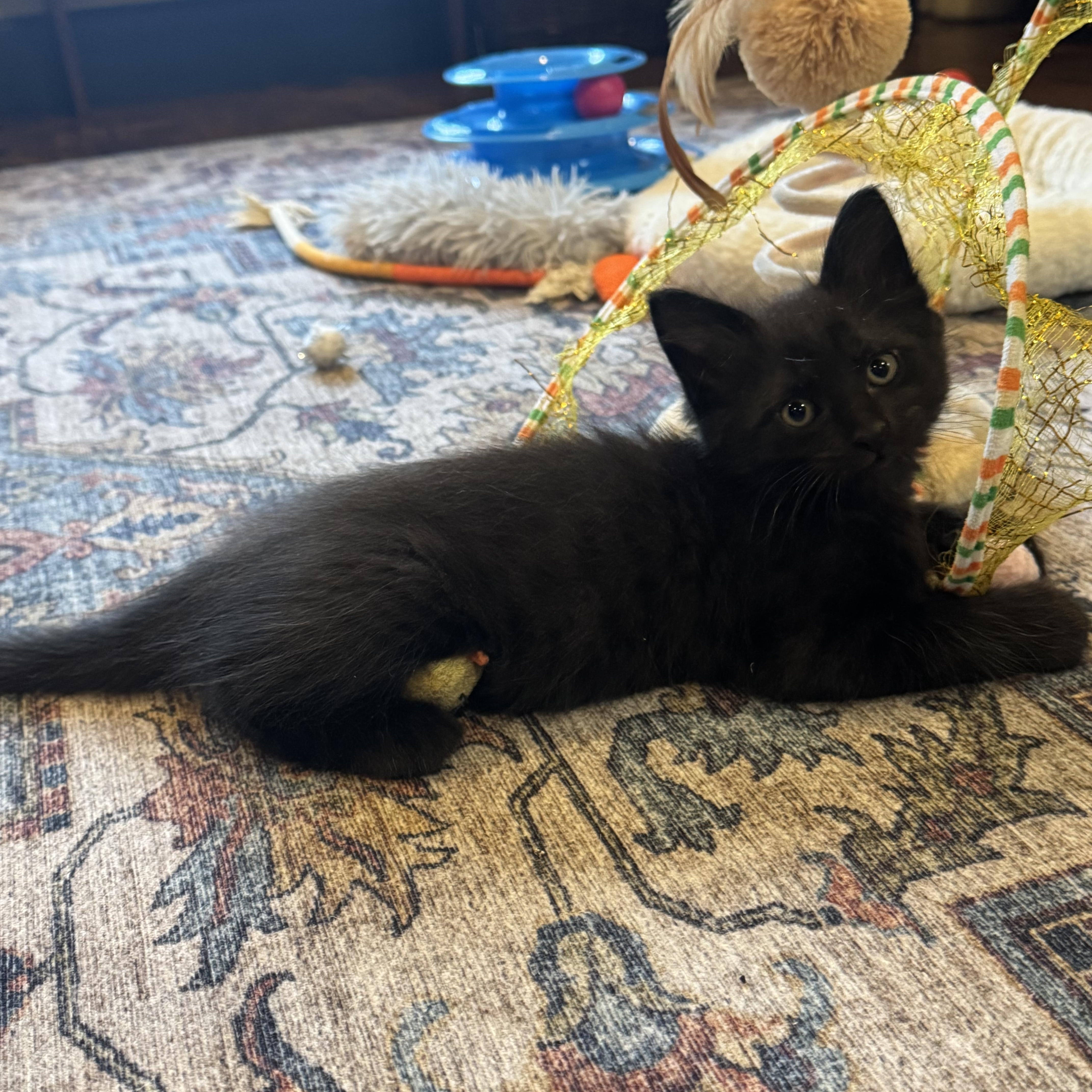 Enlarge Thuja, a ADOPTABLE Domestic Short Hair in Pasco, WA image 2/3