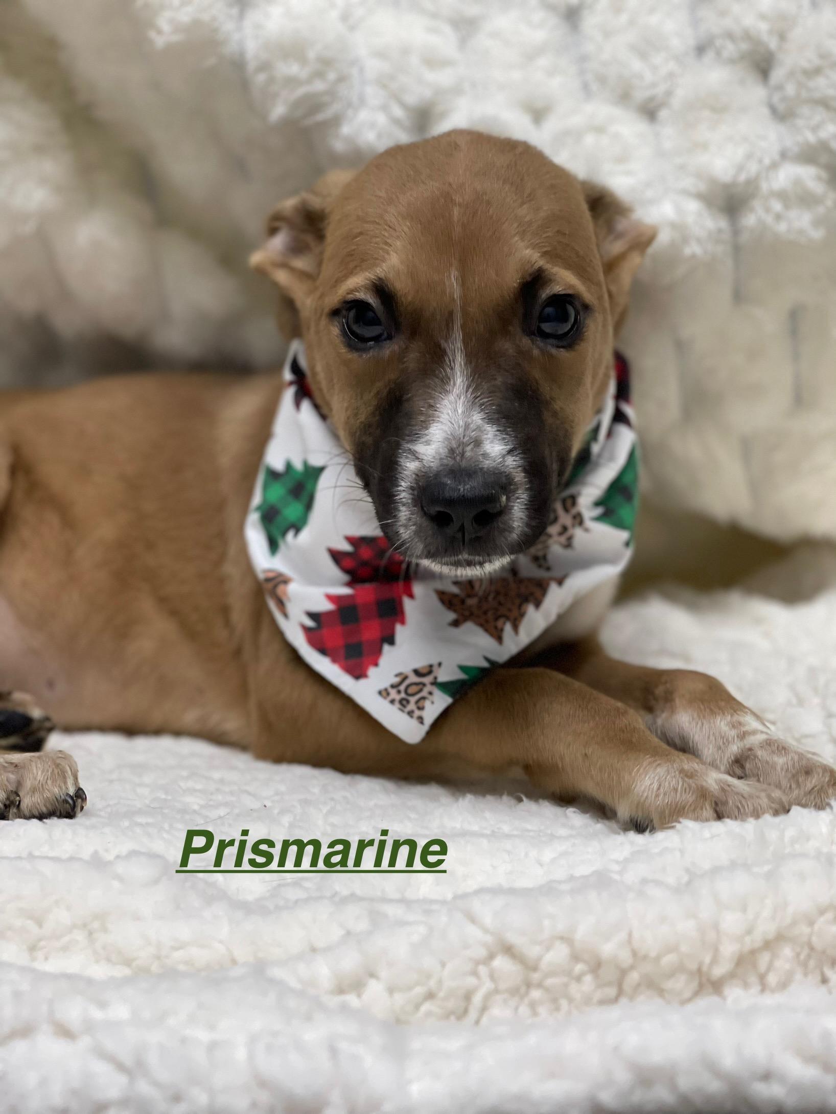 Enlarge Prismarine, a ADOPTABLE mixed breed in Bowdoin, ME image 1/1