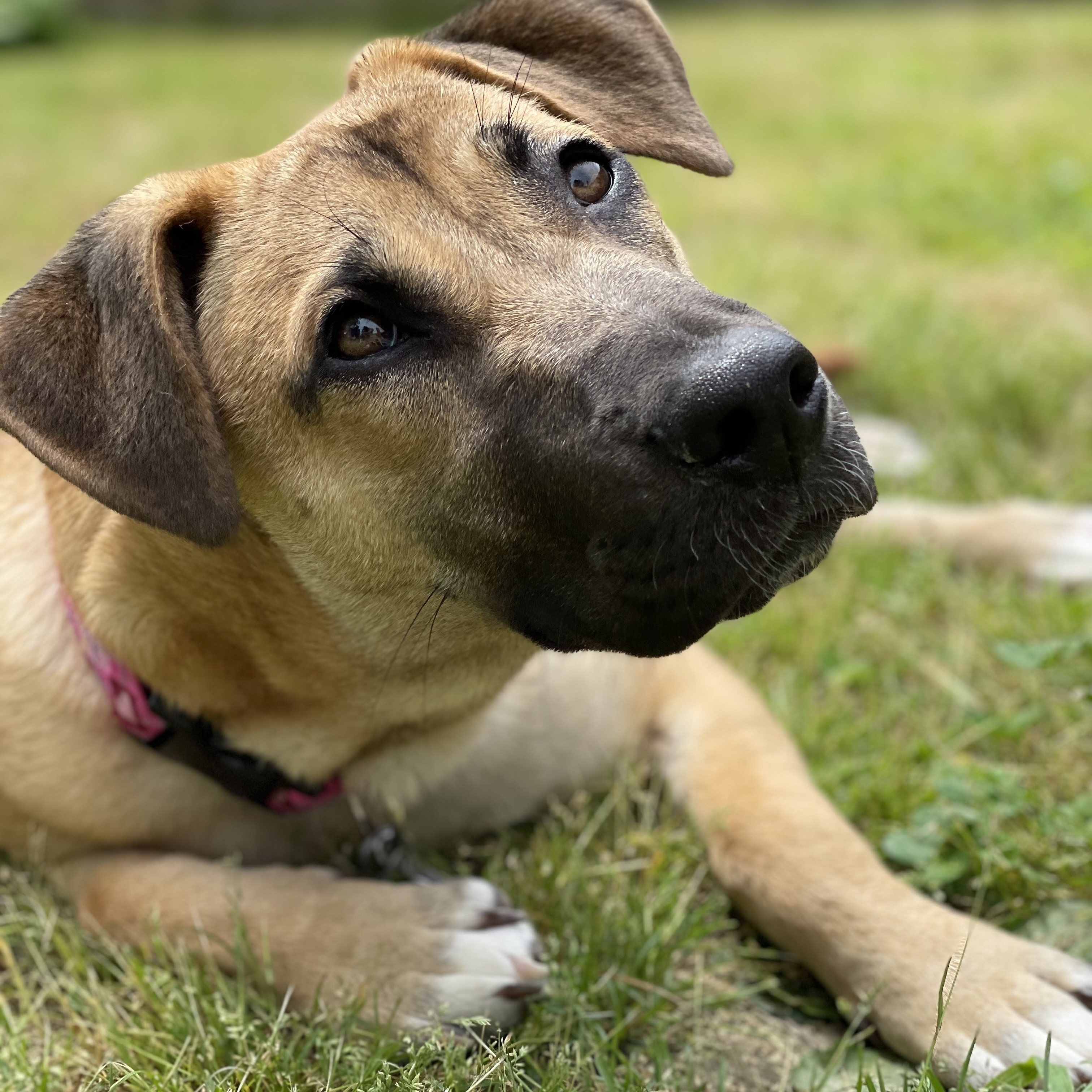 Freya, Adopted, Puppy Female Shepherd.