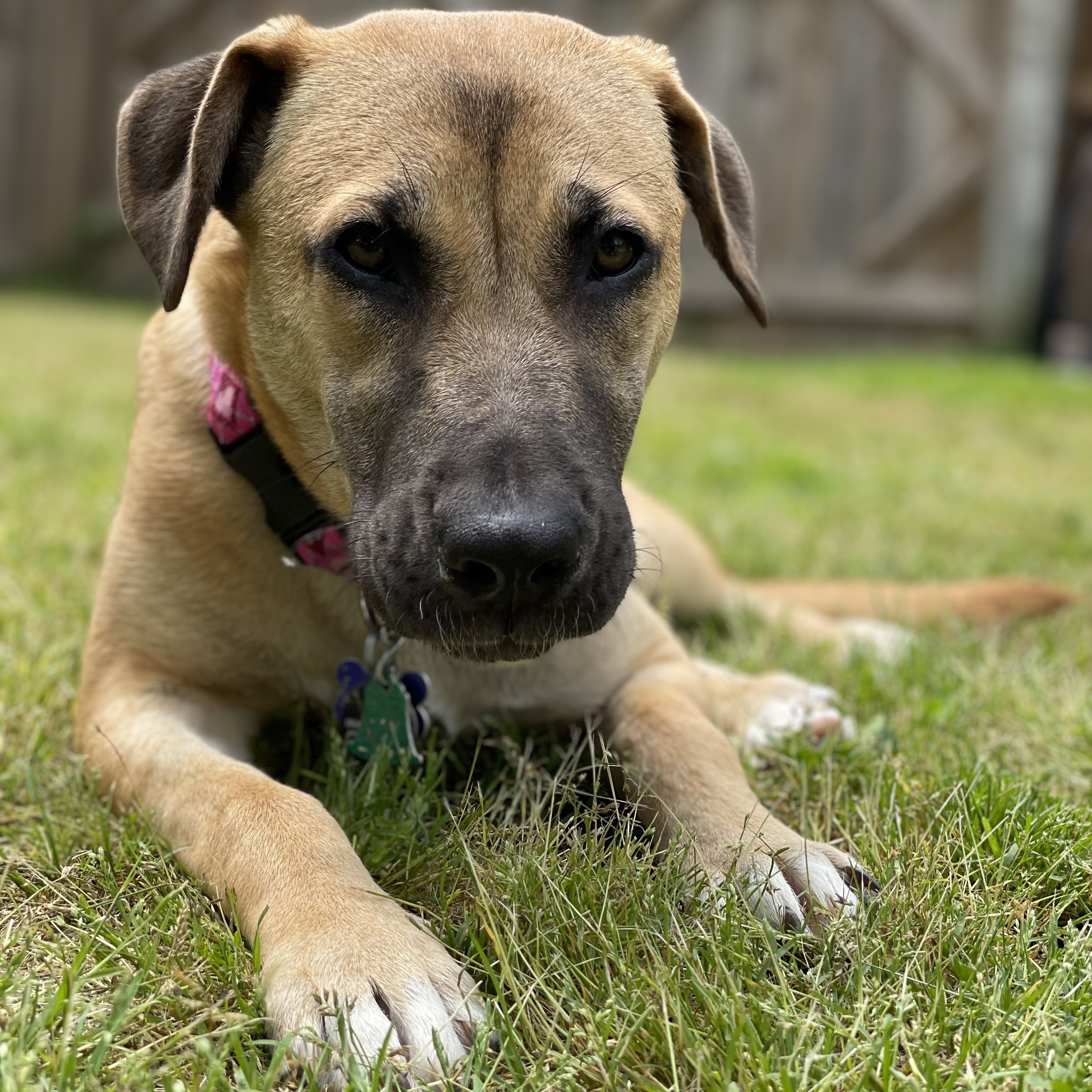 Enlarge Freya, a Adopted mixed breed in Memphis, TN image 2/15
