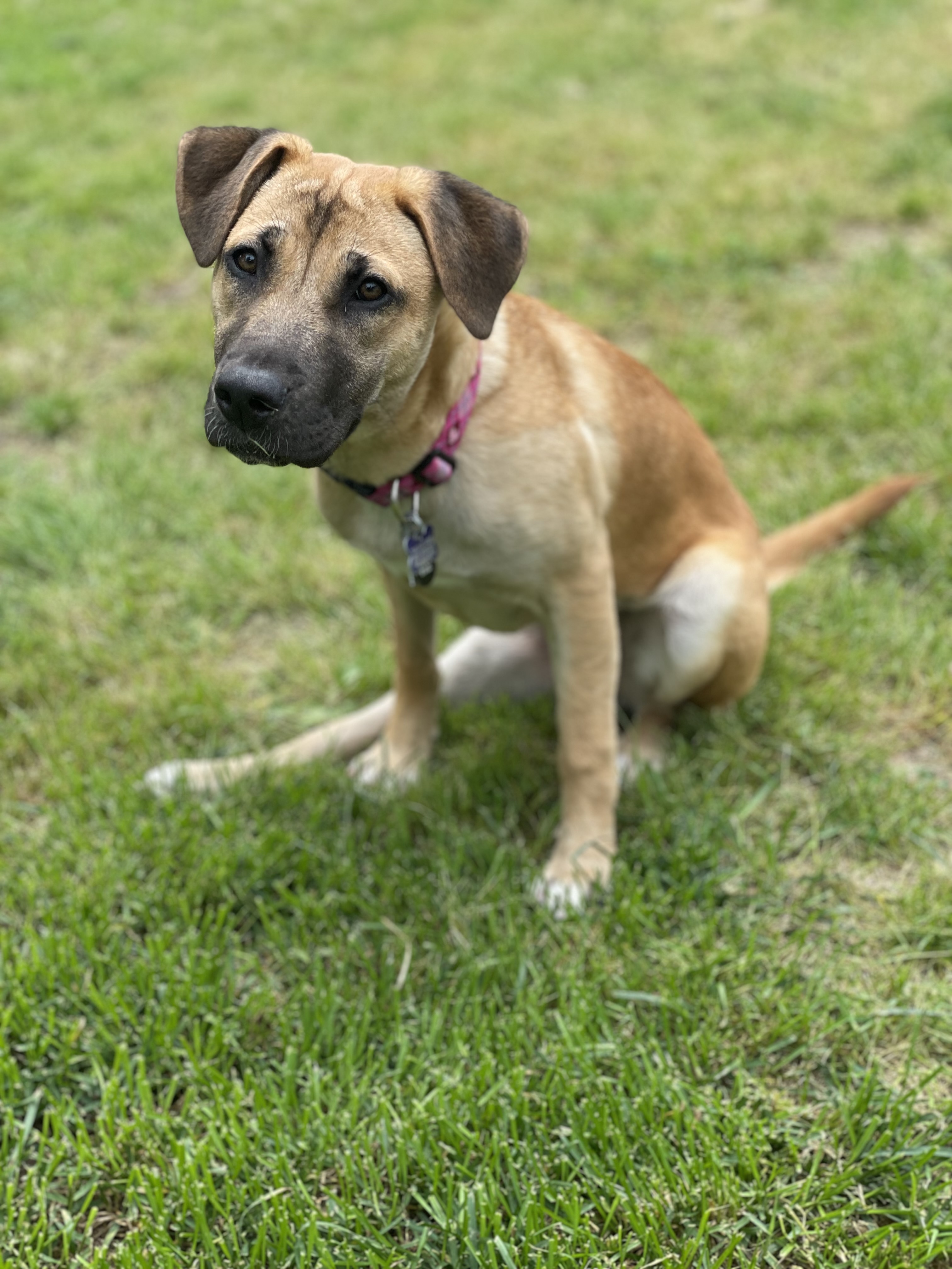 Enlarge Freya, a Adopted mixed breed in Memphis, TN image 3/15