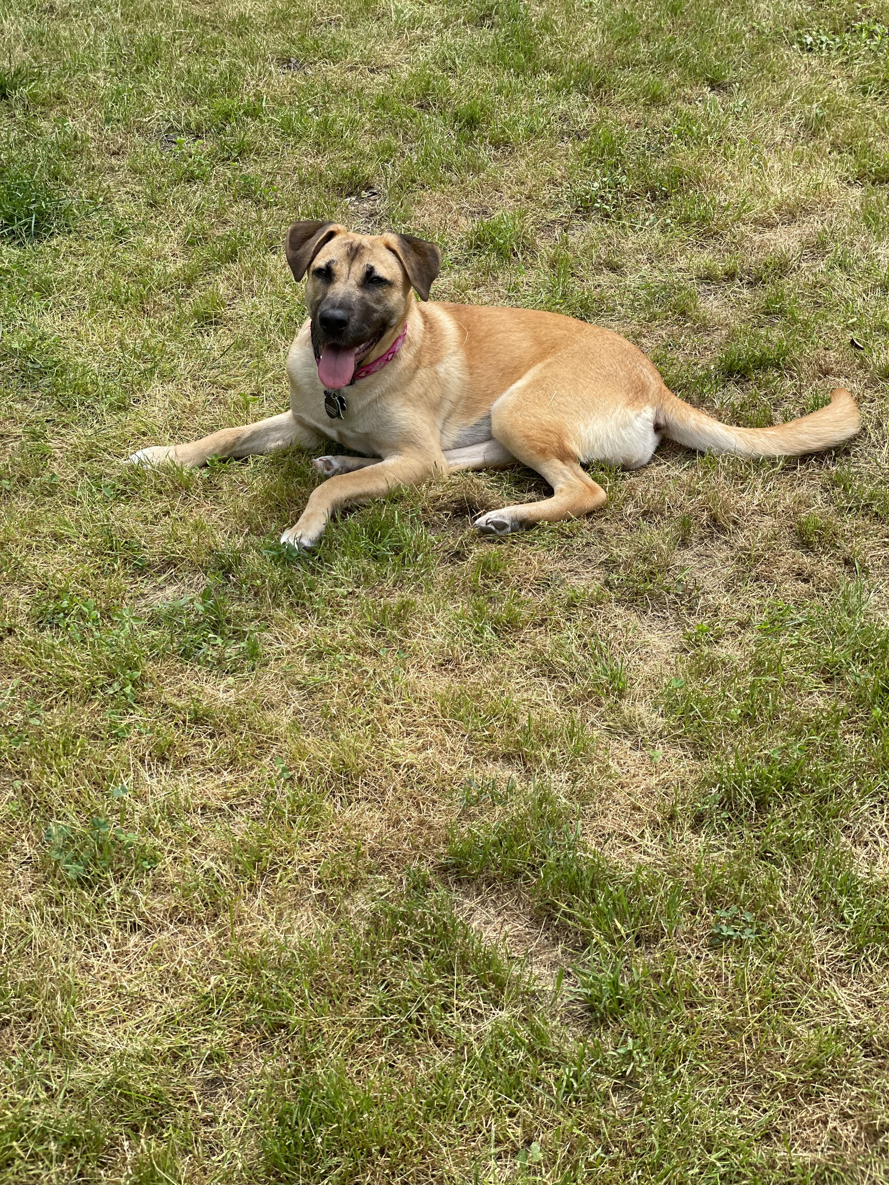 Enlarge Freya, a Adopted mixed breed in Memphis, TN image 4/15