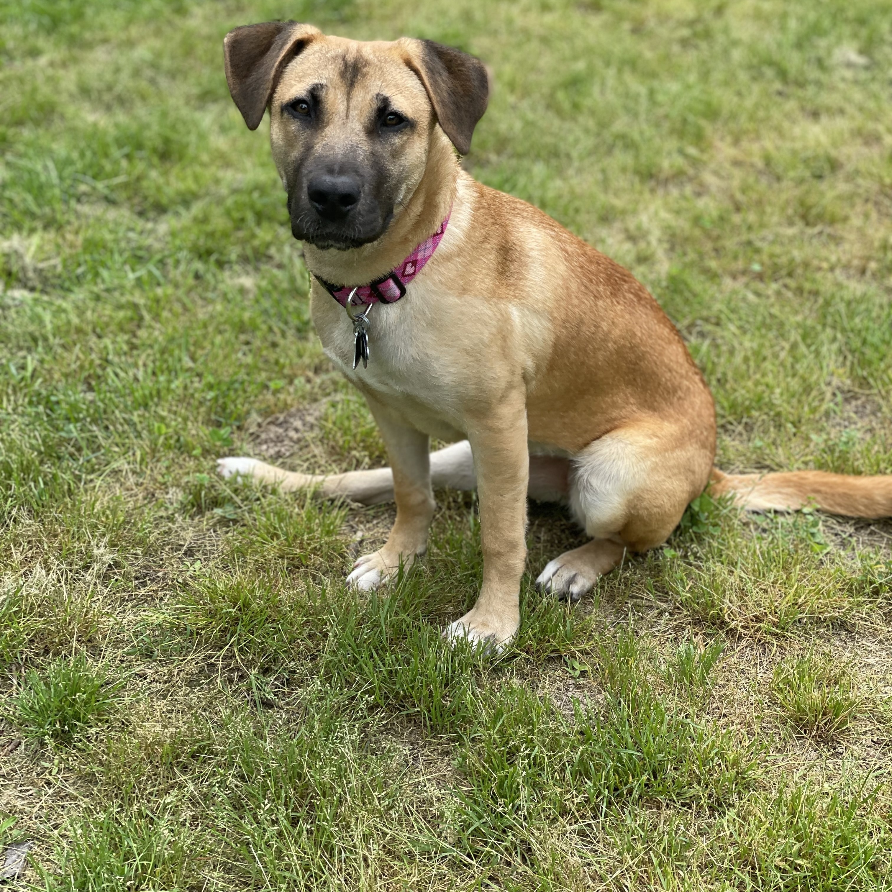 Enlarge Freya, a Adopted mixed breed in Memphis, TN image 5/15