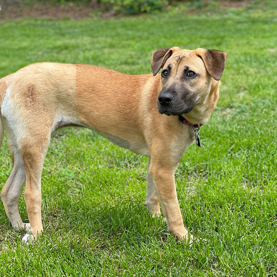 Enlarge Freya, a Adopted mixed breed in Memphis, TN image 6/15