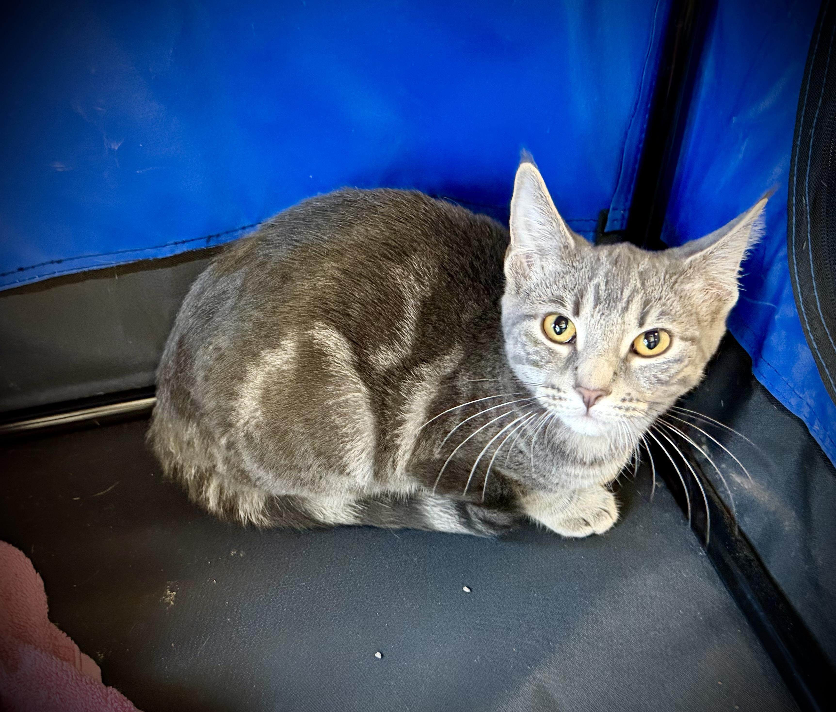 Enlarge Carmella, a Adopted American Shorthair in Port Washington, WI image 3/6