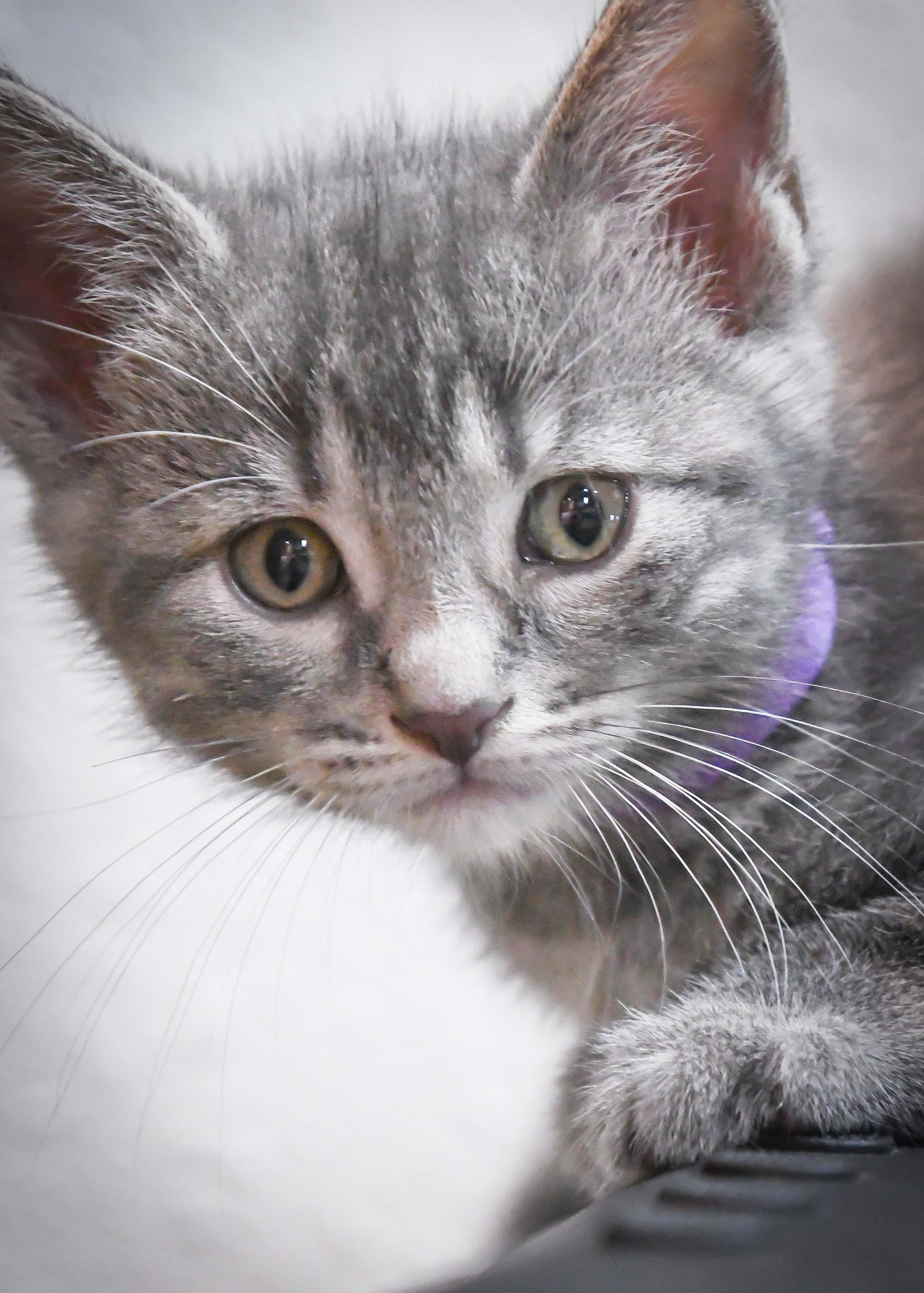 Carmella, a ADOPTABLE American Shorthair in Port Washington, WI image 2/3