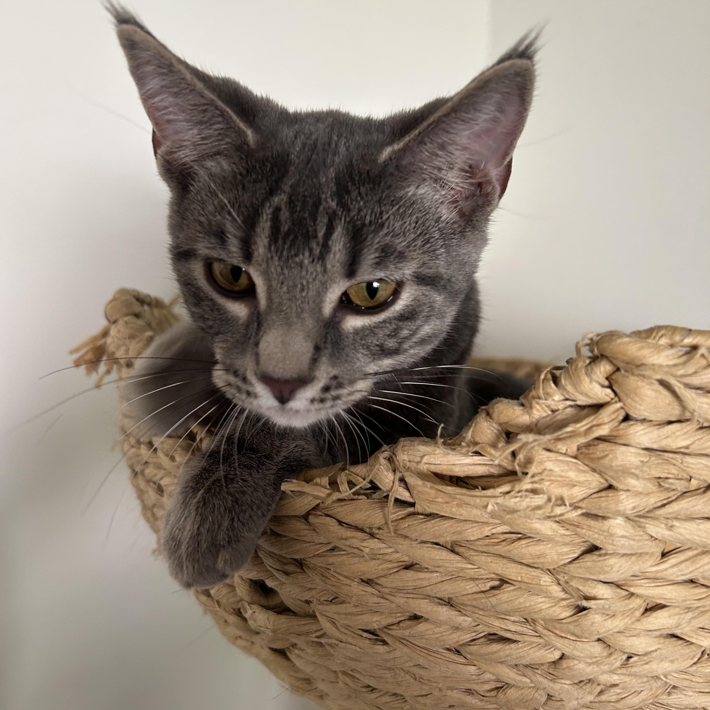 Enlarge Carmella, a Adopted American Shorthair in Port Washington, WI image 1/6