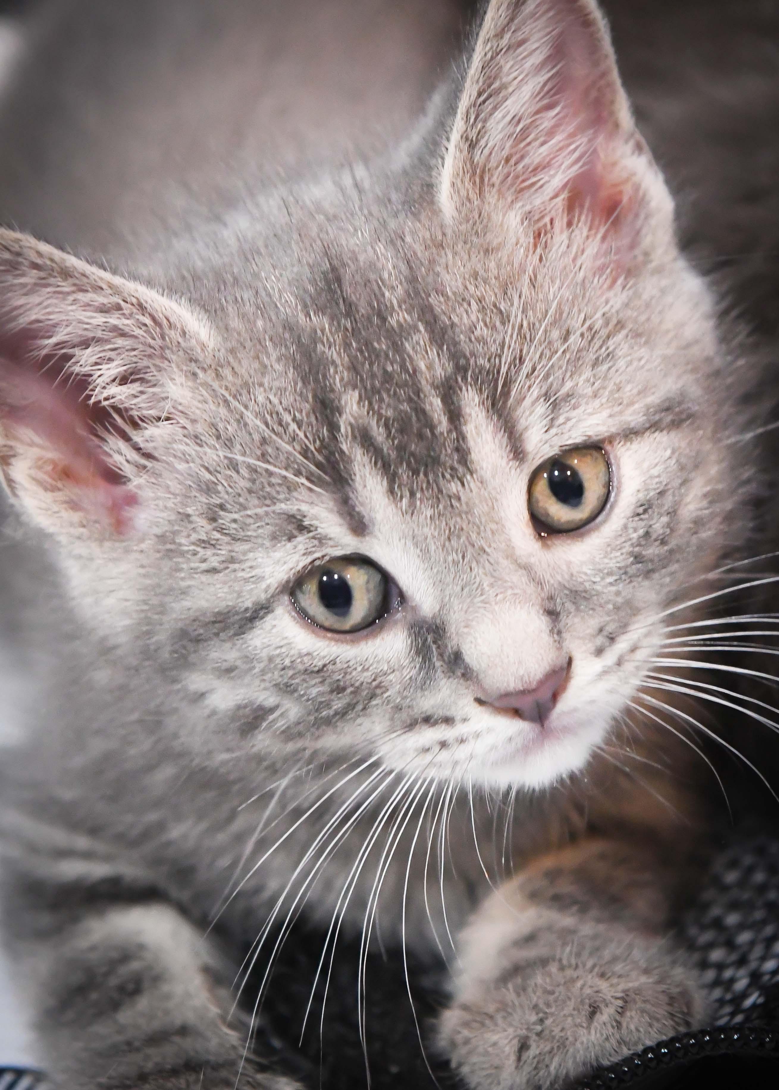 Carmella, ADOPTABLE, Kitten Female American Shorthair.