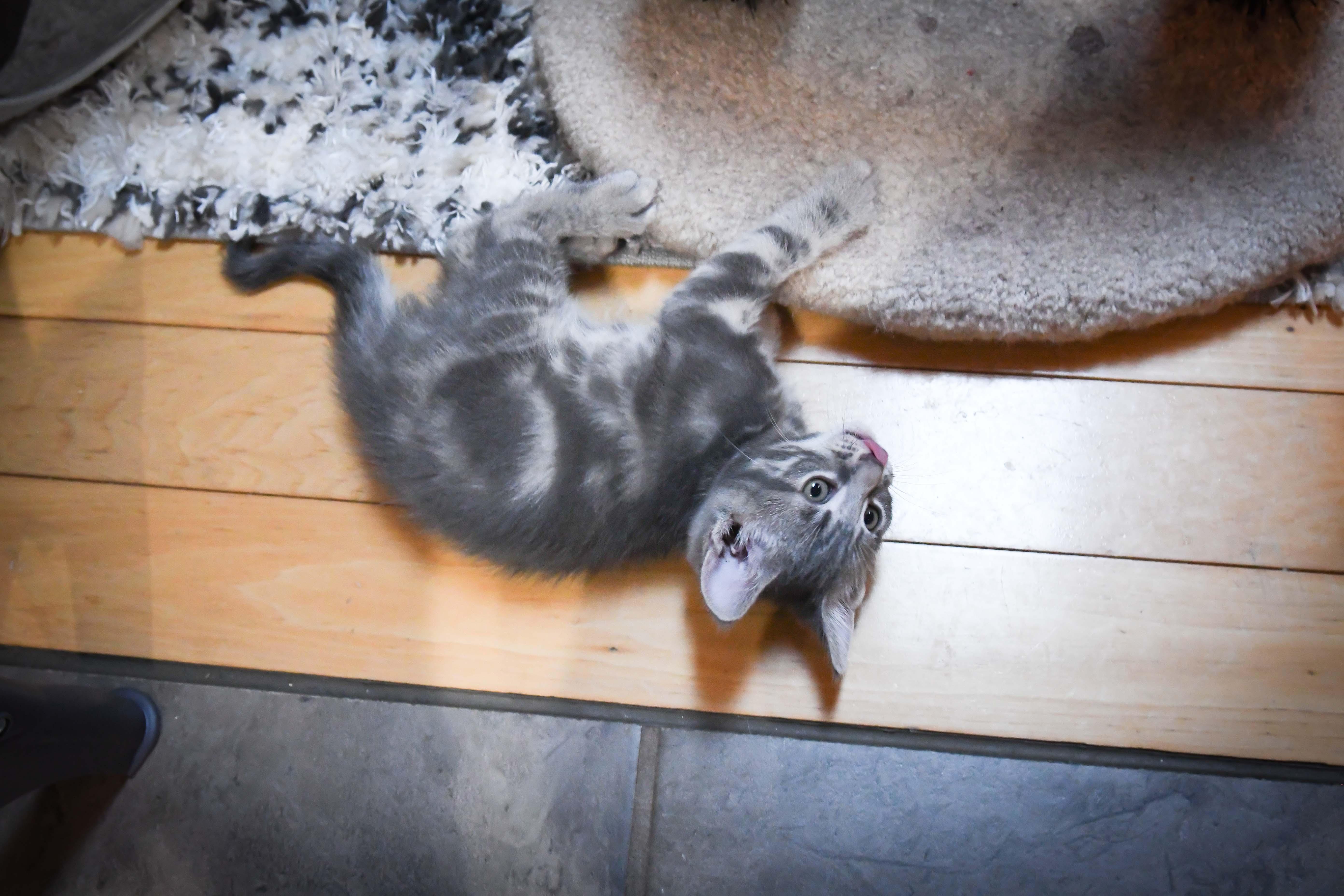 Carmella, a ADOPTABLE American Shorthair in Port Washington, WI image 3/3
