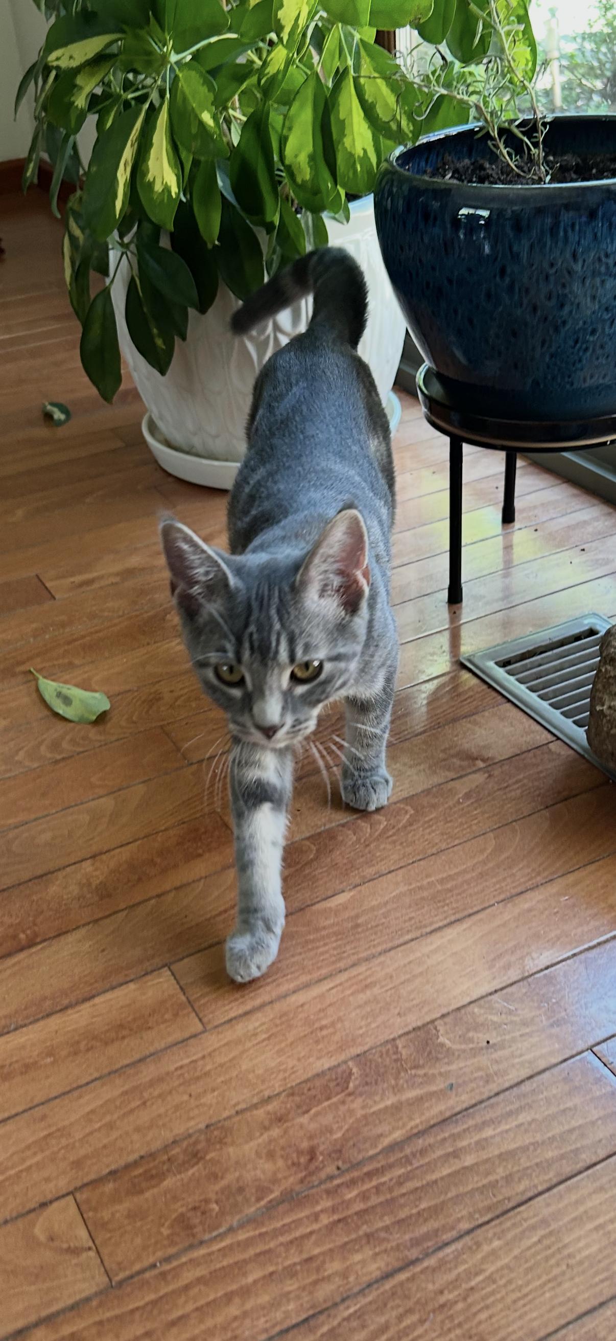 Enlarge Carmella, a Adopted American Shorthair in Port Washington, WI image 2/6