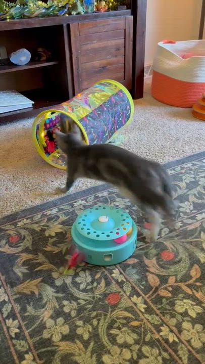 Enlarge Carmella, a Adopted American Shorthair in Port Washington, WI video 6/6