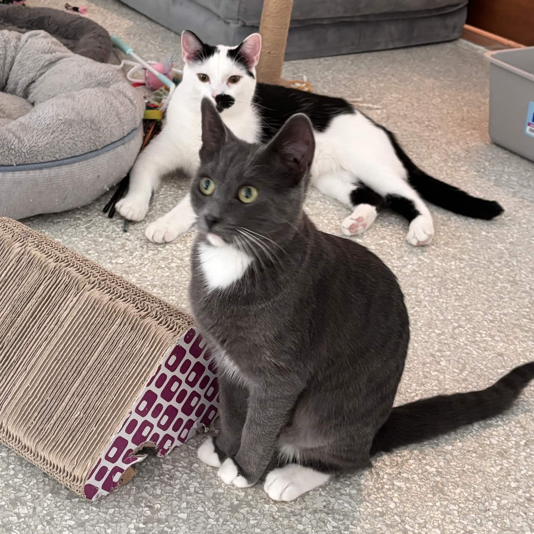Millie, Adoptable, Kitten Female Domestic Short Hair.