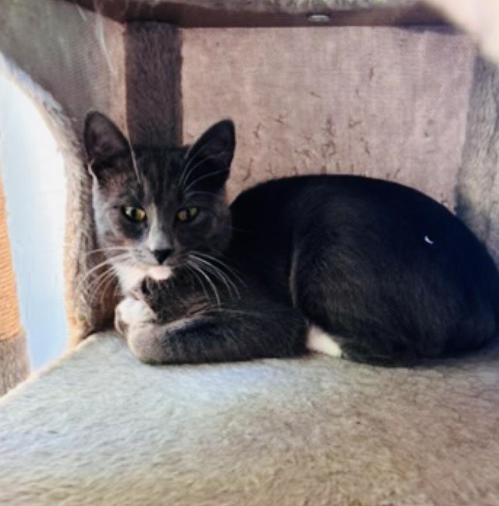 Enlarge Millie, a Adoptable Domestic Short Hair in Cincinnati , OH image 2/3