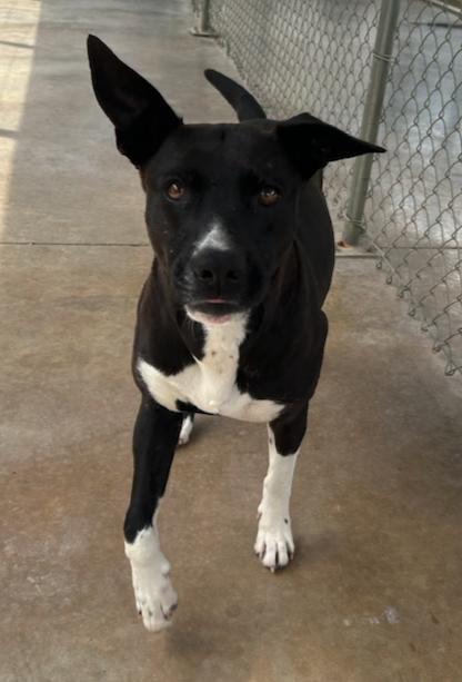 Juno, ADOPTABLE, Adult Female Terrier & Labrador Retriever.