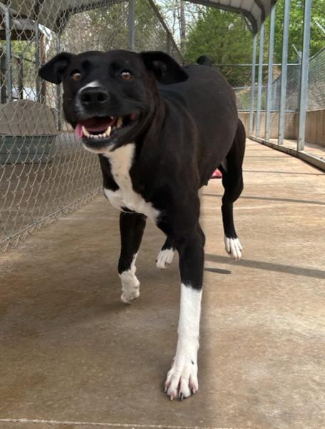 Enlarge Juno, a ADOPTABLE mixed breed in Reeds Spring, MO image 2/2
