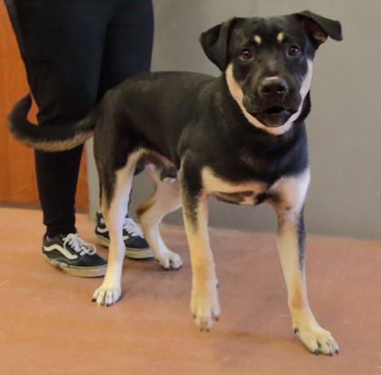Enlarge Chester, a Adoptable mixed breed in Rapid City, SD image 2/4