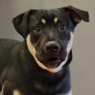 Chester, Adoptable, Young Male Shepherd.