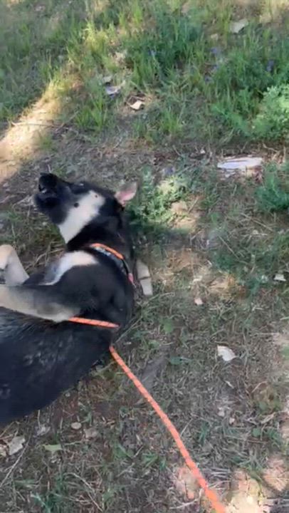 Enlarge Chester, a Adoptable mixed breed in Rapid City, SD video 3/4