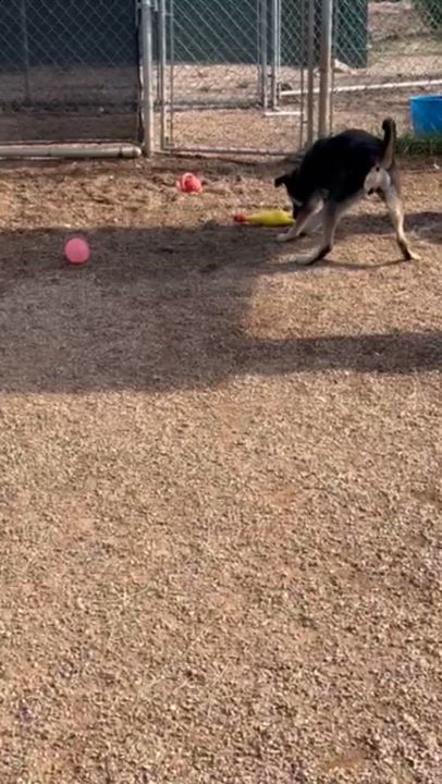 Enlarge Chester, a Adoptable mixed breed in Rapid City, SD video 4/4