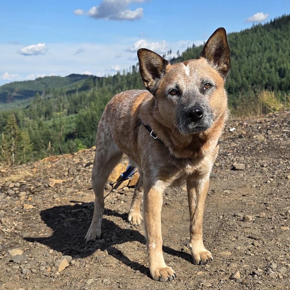 Enlarge Gus (Olympia, WA), a ADOPTABLE Australian Cattle Dog / Blue Heeler in Olympia, WA image 3/6