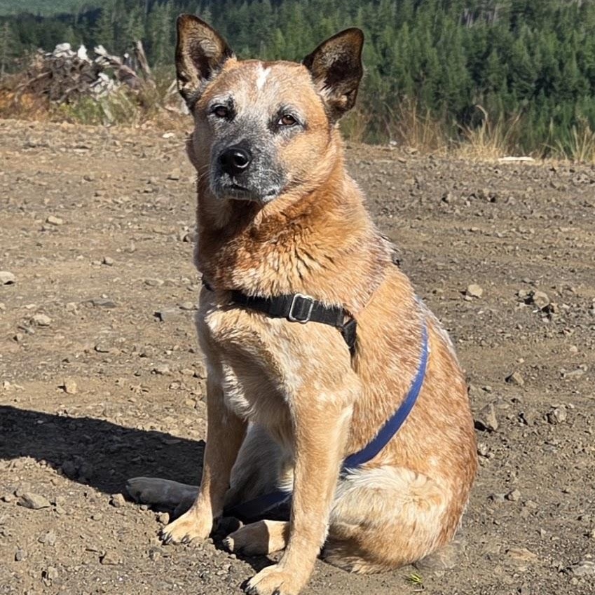Enlarge Gus (Olympia, WA), a ADOPTABLE Australian Cattle Dog / Blue Heeler in Olympia, WA image 2/6