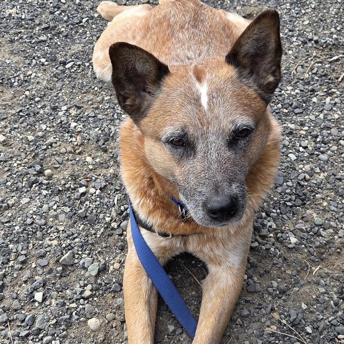 Enlarge Gus (Olympia, WA), a ADOPTABLE Australian Cattle Dog / Blue Heeler in Olympia, WA image 6/6