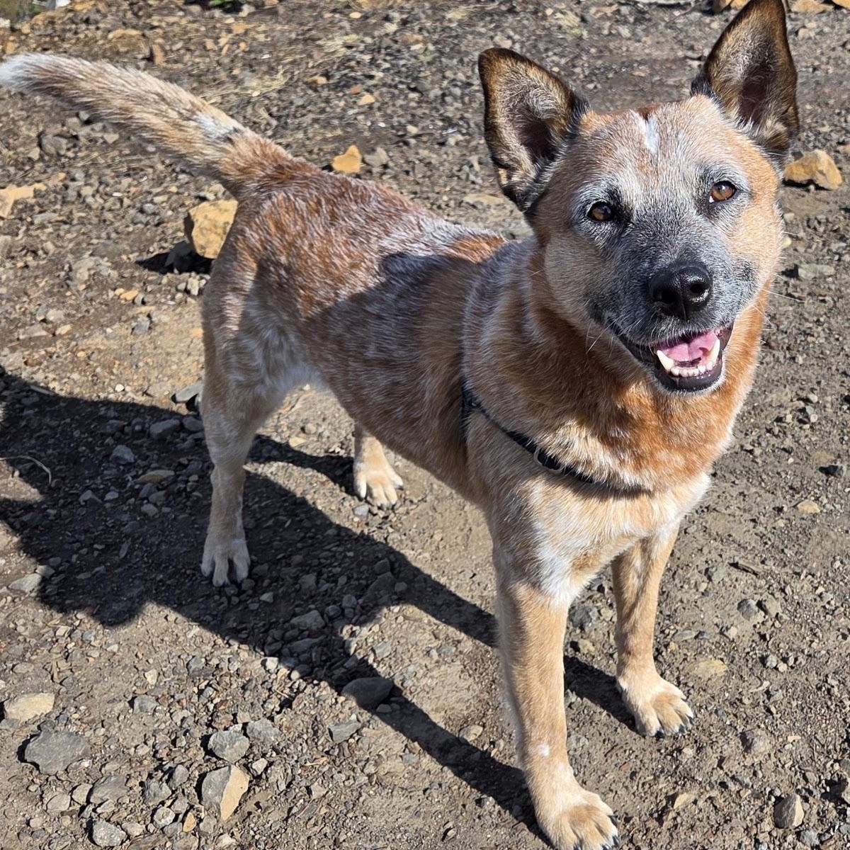 Gus (Olympia, WA), ADOPTABLE, Adult Male Australian Cattle Dog / Blue Heeler.