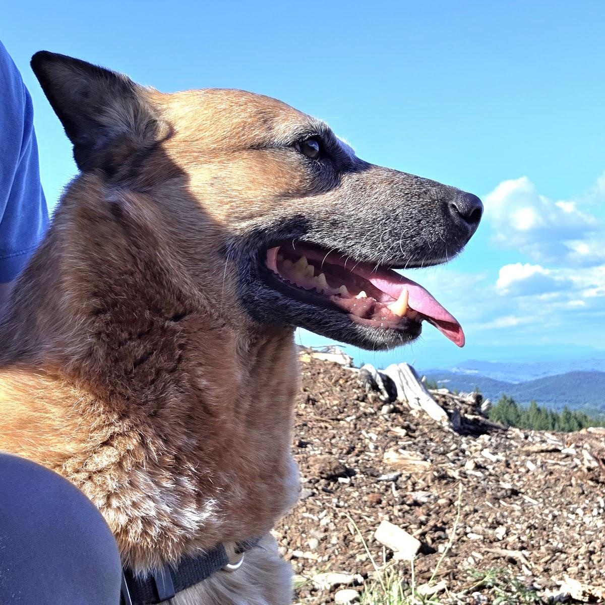 Enlarge Gus (Olympia, WA), a ADOPTABLE Australian Cattle Dog / Blue Heeler in Olympia, WA image 4/6