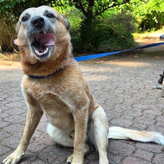 Enlarge Gus (Olympia, WA), a ADOPTABLE Australian Cattle Dog / Blue Heeler in Olympia, WA image 5/6