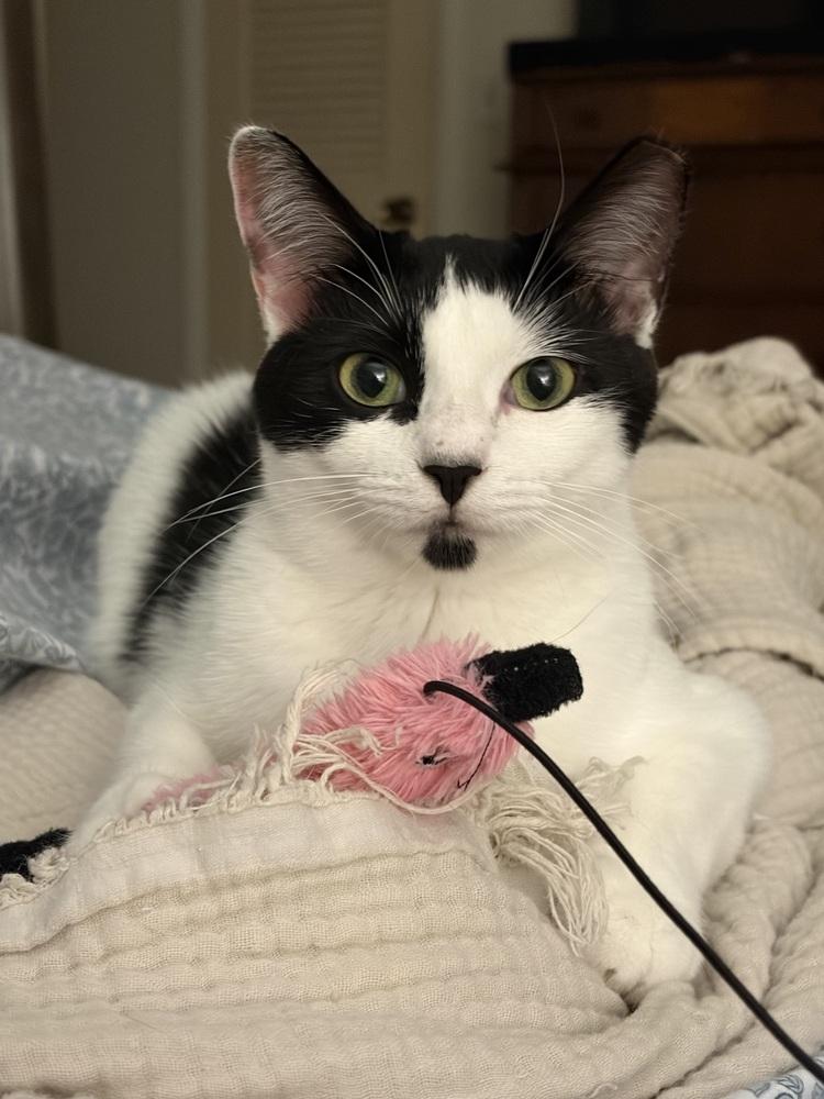 Gwennie, Adoptable, Young Female Domestic Short Hair.
